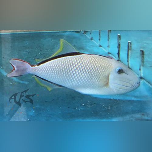 Crosshatch Triggerfish Male (Xanthichthys Mento)
