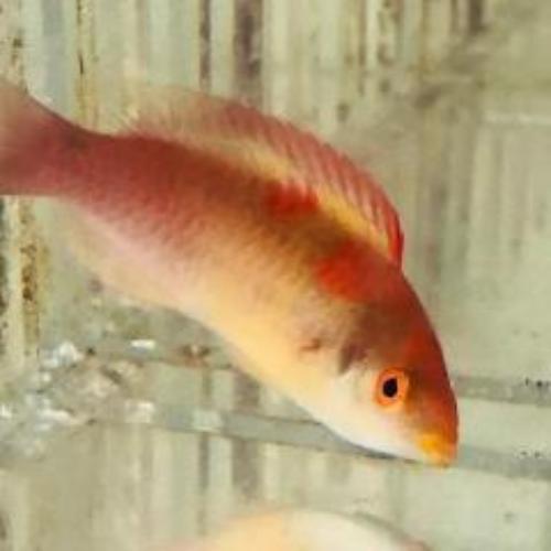 Debelius Fairy Wrasse (Cirrhilabrus Adornatus)