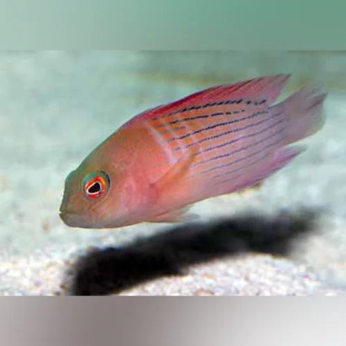 Dampiera Dottyback Grouper (Labracinus Cyclophthalmus)