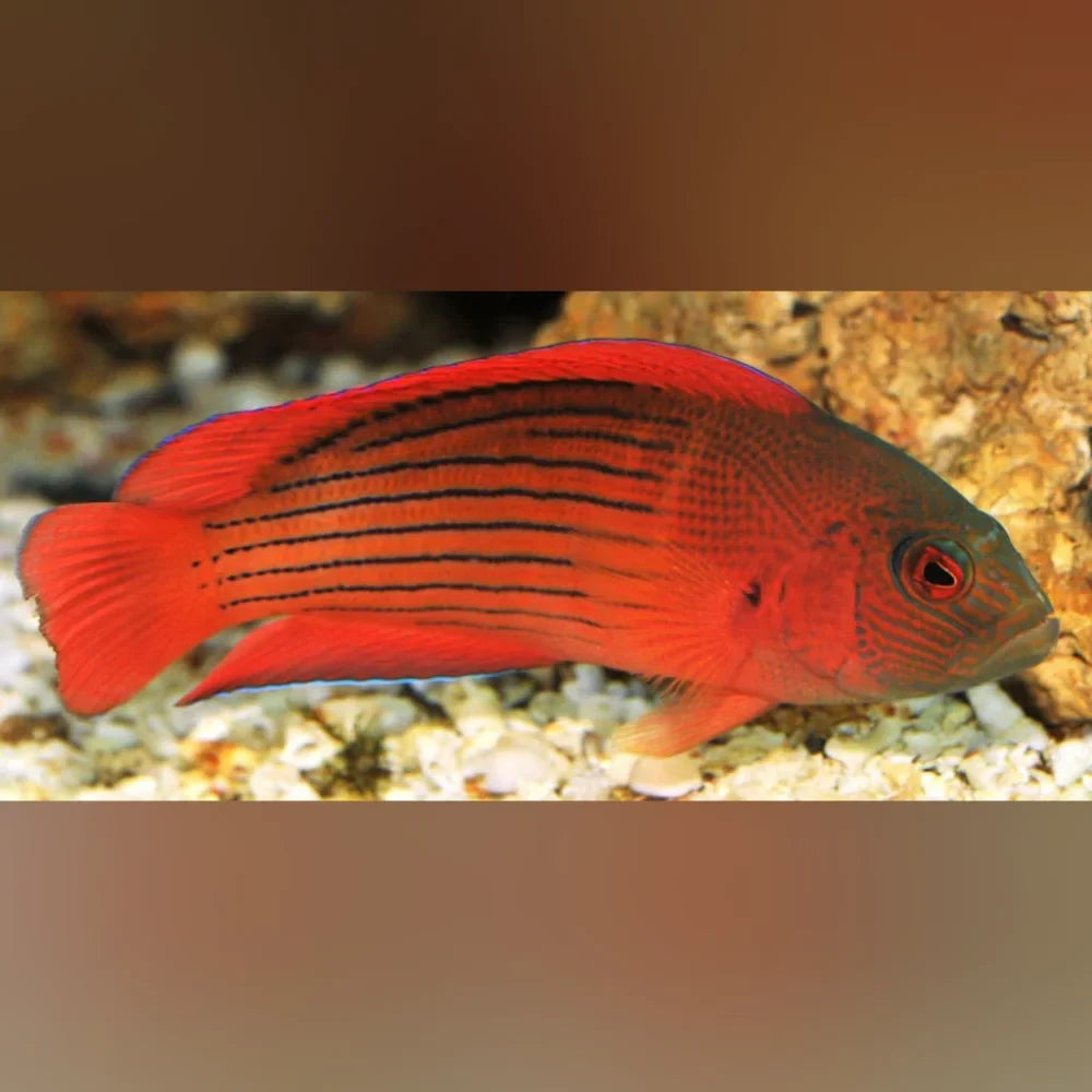 Dampiera Dottyback Grouper (Labracinus Cyclophthalmus)