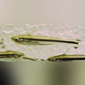 Debauwi Catfish African Glass Catfish 5.1cm