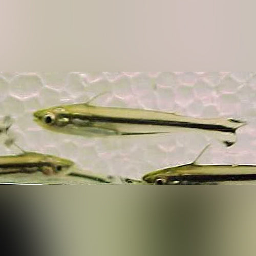 Debauwi Catfish African Glass Catfish 5.1cm