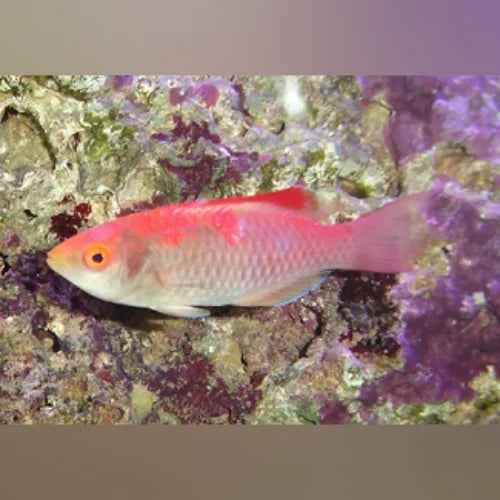 Debelius Fairy Wrasse (Cirrhilabrus Adornatus)