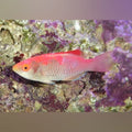Debelius Fairy Wrasse (Cirrhilabrus Adornatus)
