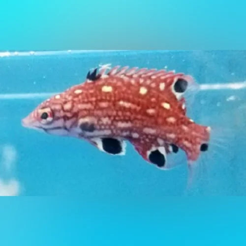 Diana's Hogfish (Bodianus Diana)