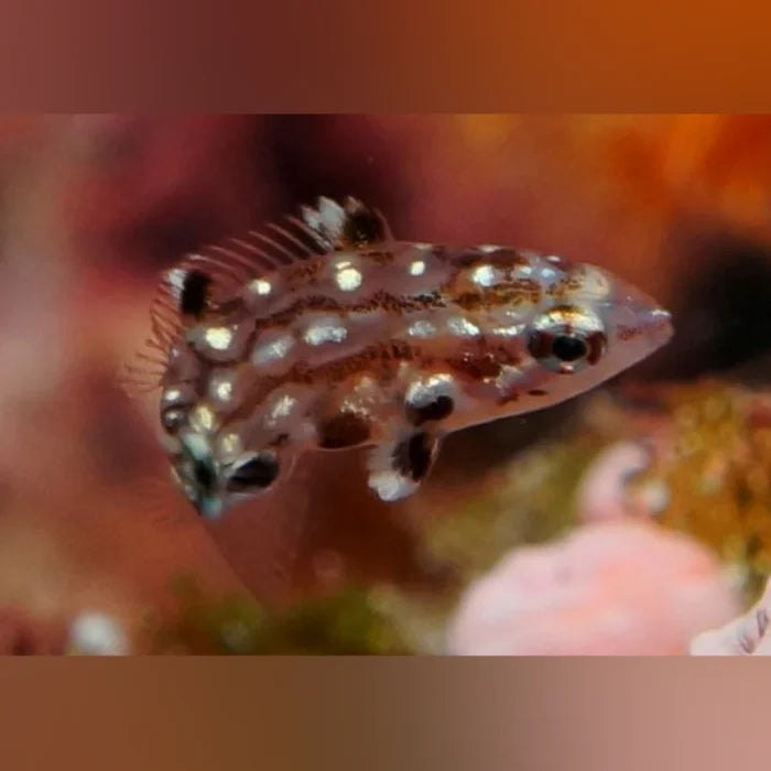 Diana's Hogfish (Bodianus Diana)