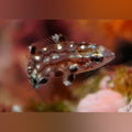 Diana's Hogfish (Bodianus Diana)