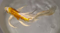 Butterfly koi