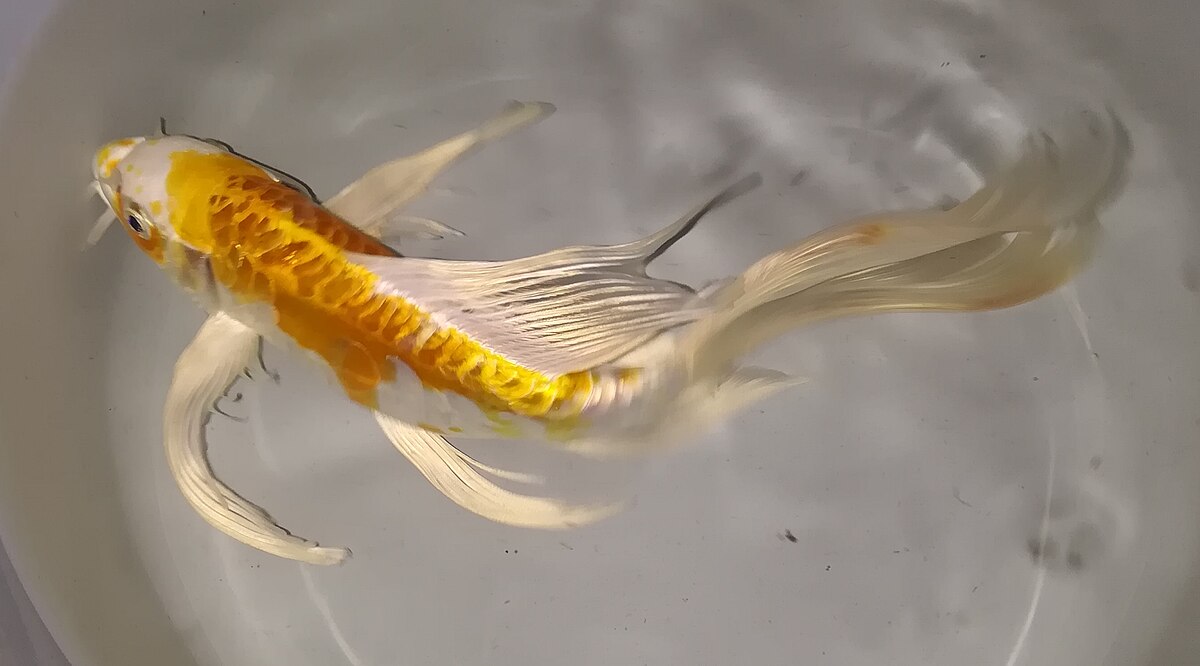 Butterfly koi