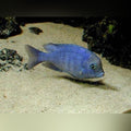 Dolphin Cichlid (Cyrtocara Moorii)