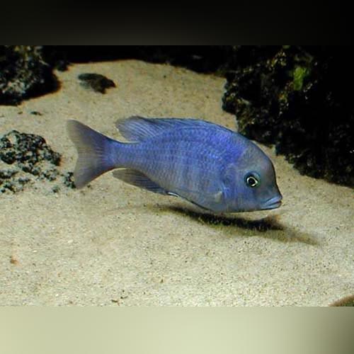 Dolphin Cichlid (Cyrtocara Moorii)
