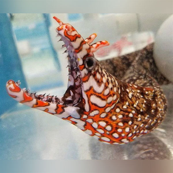 Japanese Dragon Eel (Enchelycore Pardalis)