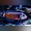 Dragon Wrasse (Novaculichthys Taeniourus)