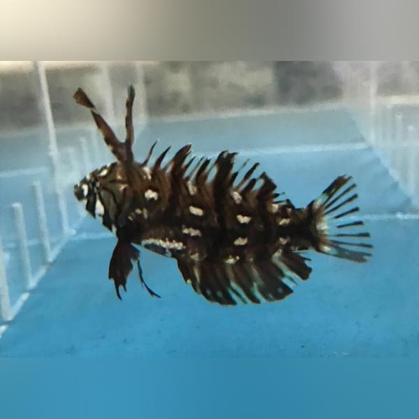 Dragon Wrasse (Novaculichthys Taeniourus)