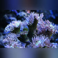 Duncan Coral (Duncanopsammia Axifuga)