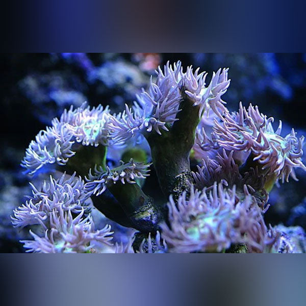 Duncan Coral (Duncanopsammia Axifuga)