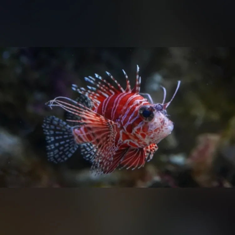Fuzzy Dwarf Lionfish (Dendrochirus Brachypterus)