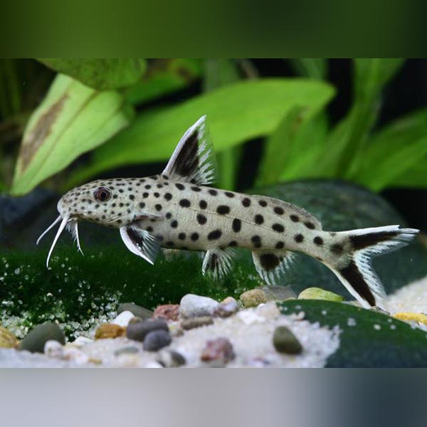 Dwarf Petricola Catfish (Synodontis Petricola)