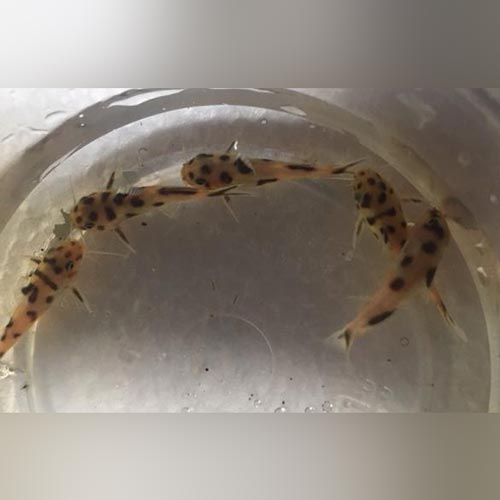 Dwarf Polli Catfish (Synodontis Polli)