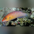 Eight Line Wrasse (Pseudocheilinus Octotaenia)