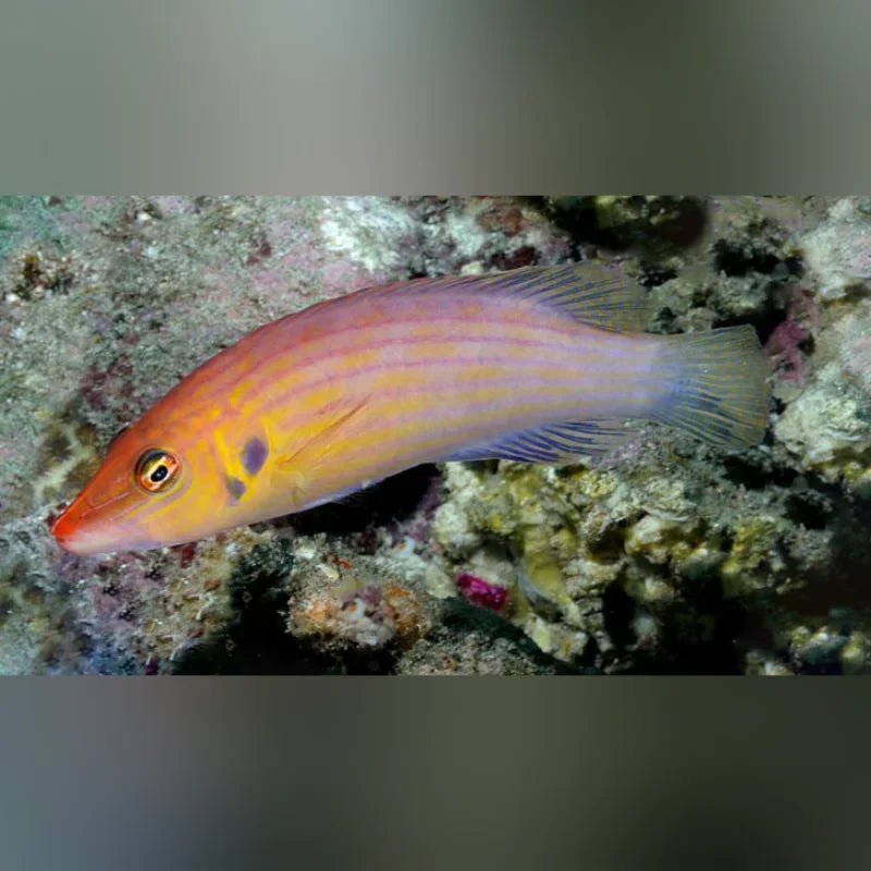 Eight Line Wrasse (Pseudocheilinus Octotaenia)