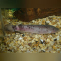 Electric Catfish (Malapterurus Electricus)