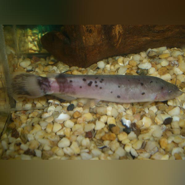 Electric Catfish (Malapterurus Electricus)