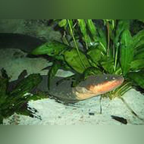 Electric Eel (Electrophorus Electricus)