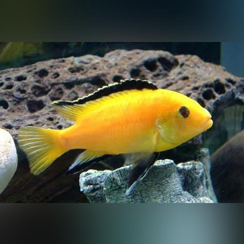 Electric Yellow Cichlid (Labidochromis Caeruleus)