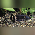 Elephant Nose Fish (Gnathonemus Petersii)