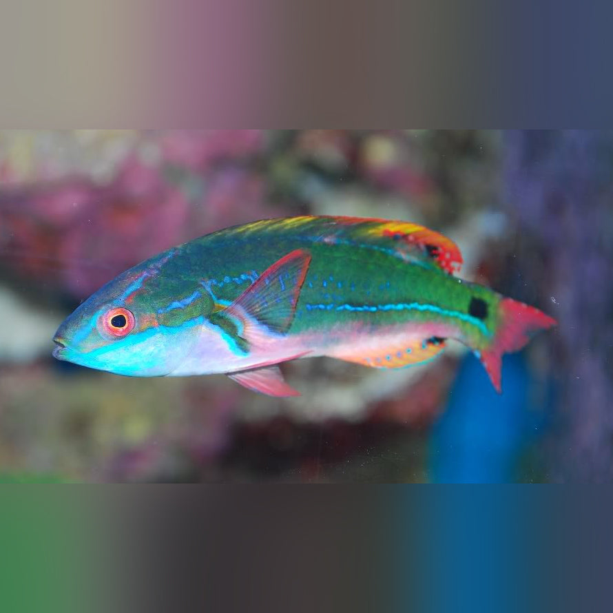 Exquisite Wrasse (Cirrhilabrus Exquisitus)