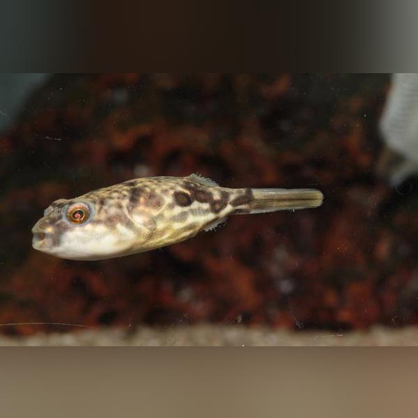 Fahaka Puffer (Tetraodon Lineatus)