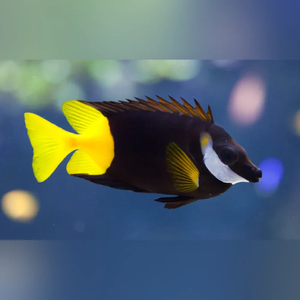 Bicolor Foxface (Siganus Uspi)