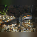 Fire Eel (Mastacembelus Erythrotaenia)