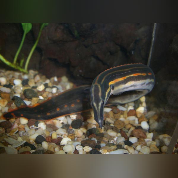 Fire Eel (Mastacembelus Erythrotaenia)