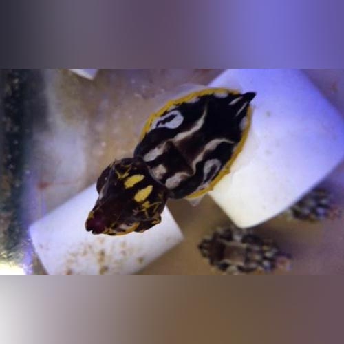 Flamboyant Cuttlefish (Metasepia Tullbergi)