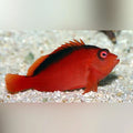 Flame Hawkfish (Neocirrhites Armatus)