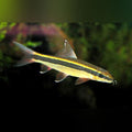 Flying Fox Shark (Epalzeorhynchus Kalopterus)