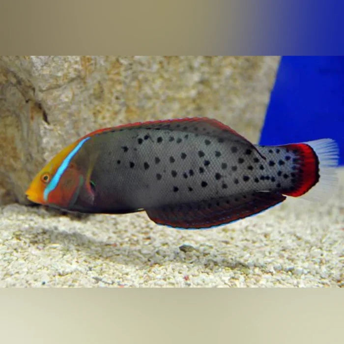 Formosa Wrasse (Coris Formosa)