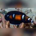 Formosa Wrasse (Coris Formosa)