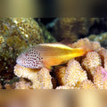 Freckled Hawkfish (Paracirrhites Forsteri)