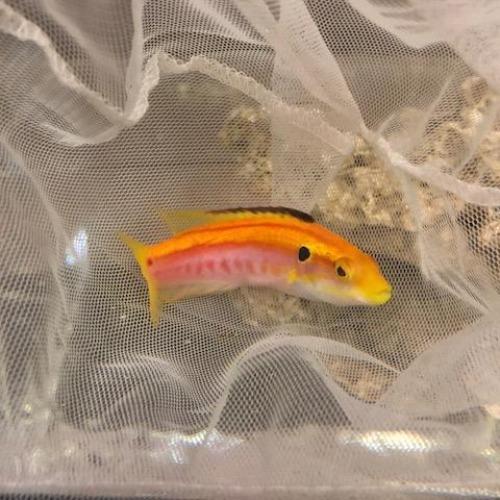 Yellow Candy Hogfish (Bodianus Bimaculatus)