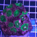 Green Mushroom Coral (Rhodactis sp.)