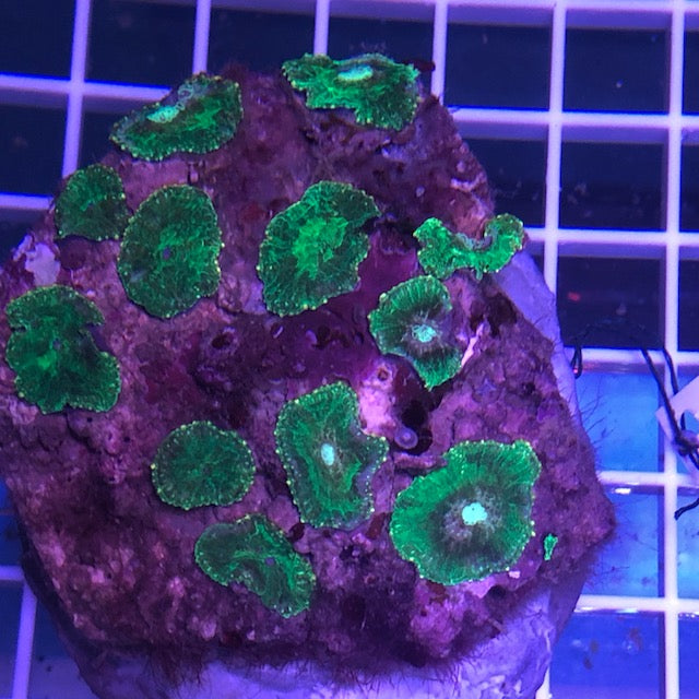 Green Mushroom Coral (Rhodactis sp.)