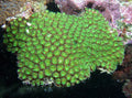 Green Galaxea Coral (Galaxea Fascicularis)