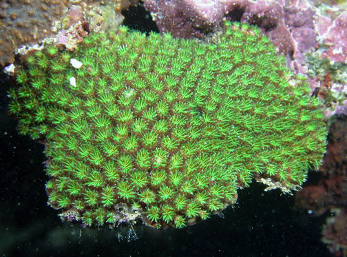 Green Galaxea Coral (Galaxea Fascicularis)