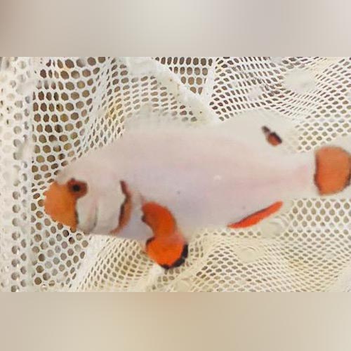 Phantom Clownfish (Amphiprion Percula)