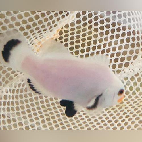 Phantom Clownfish (Amphiprion Percula)