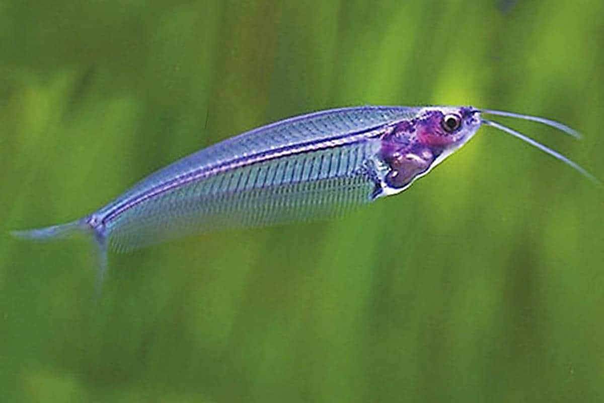 Ghost Glass Catfish (Kryptopterus Bicirrhis)