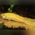 Gold Algae Eater (Gyrinocheilos Aymonieri)